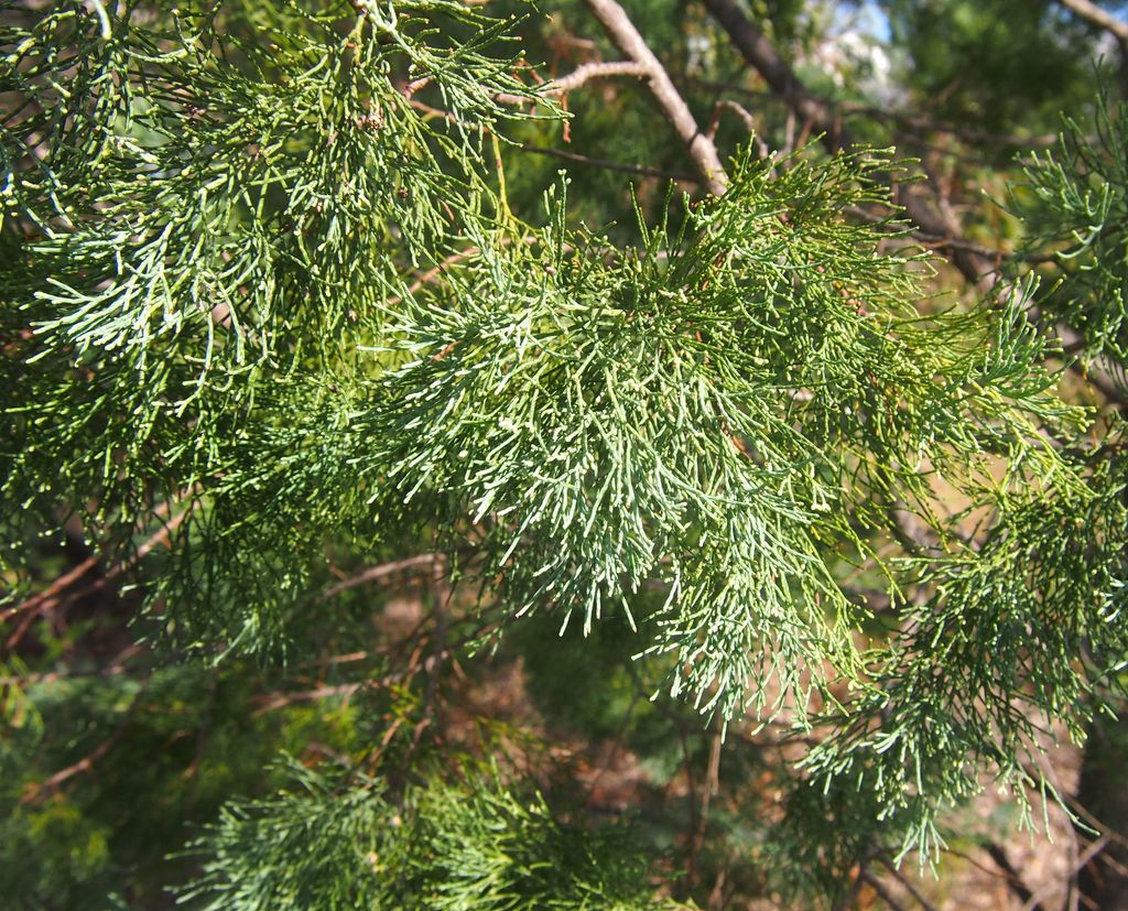 Callitris_glaucophylla_foliage