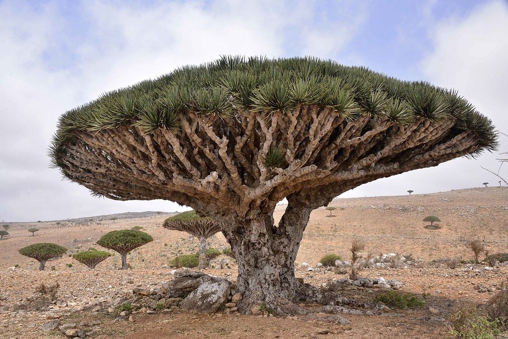 Dragon_Blood_Tree,_Socotra_Island_(10098980413)