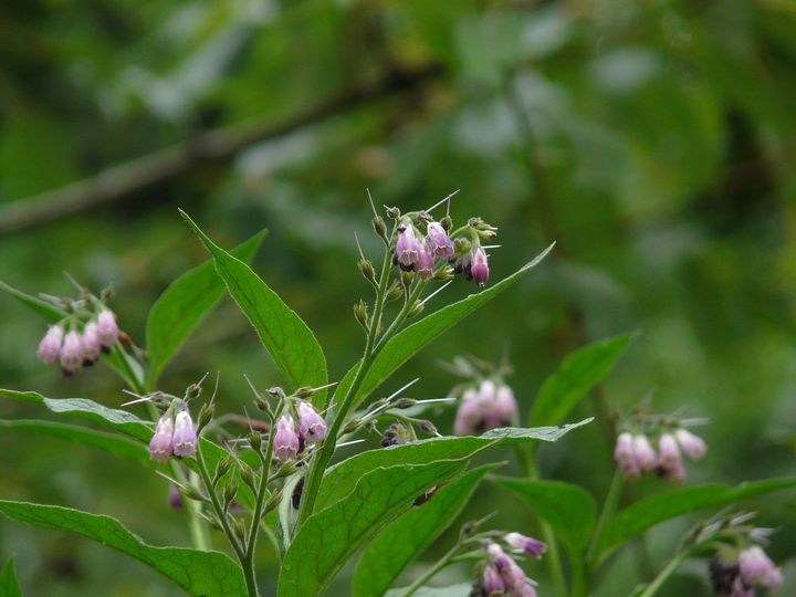 1600px-Symphytum_officinale_(2560611683)