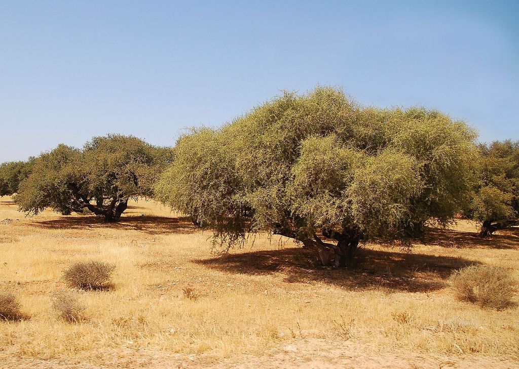 1920px-Plantation_arganier_Luc_Viatour