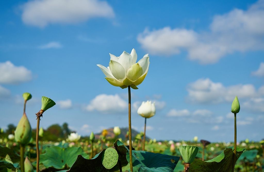 lotus-3047880_1280