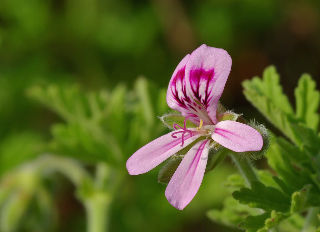 Rose_Geranium