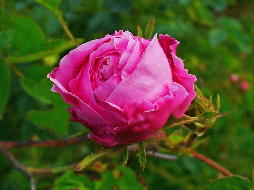 Rosa_centifolia_002