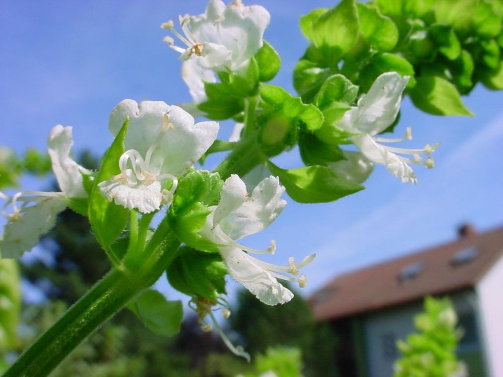 ChristianBauer_stalk_of_basil