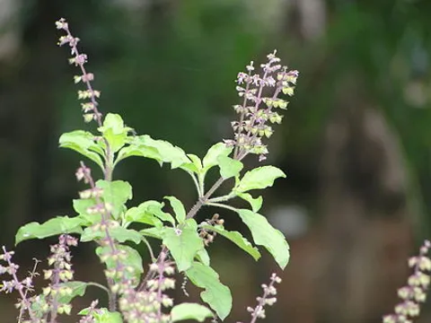 440px-Tulsi_or_Tulasi_Holy_basil