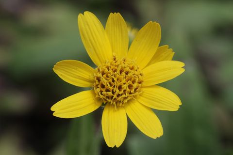 Chamisso_Arnica_-_Arnica_chamissonis_-_panoramio