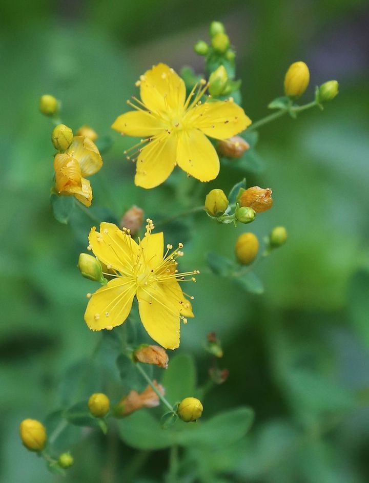 St-Johns_wort_flowers_buds_close