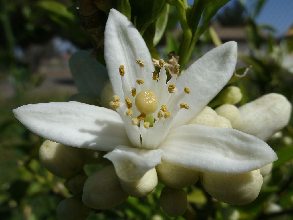 1600px-Orange_Blossom