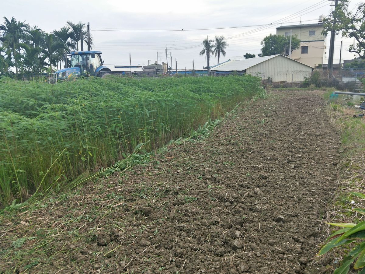 [育聖園地-友善農場]2020無落葉劑萬丹紅豆成長日記01