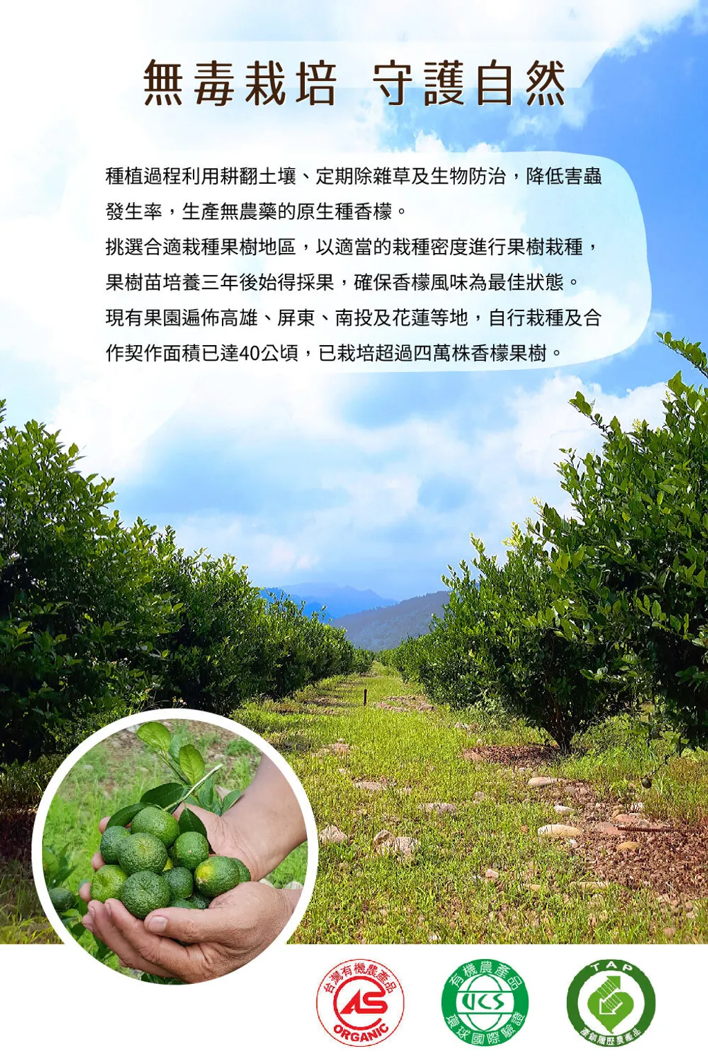 小樹香檬磚06_0