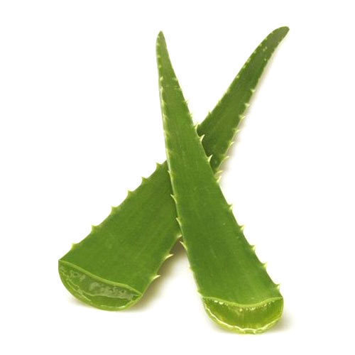 green-aloe-vera-leaf-500x500.jpg