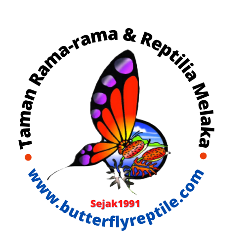 ButterflyReptile