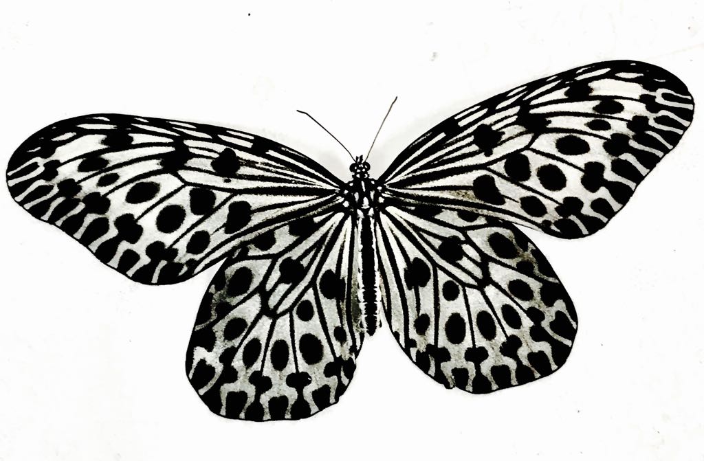 ButterflyReptile