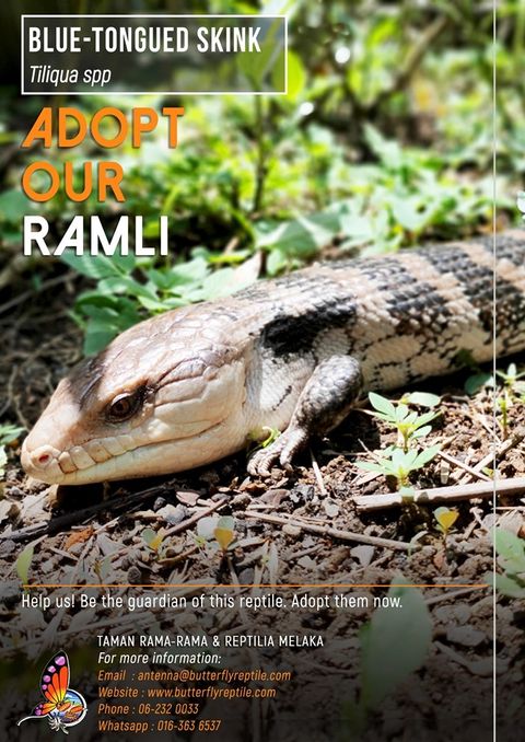 Blue-tongued Skink i.jpg