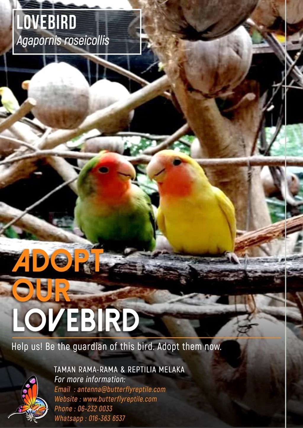 Lovebird i.jpg