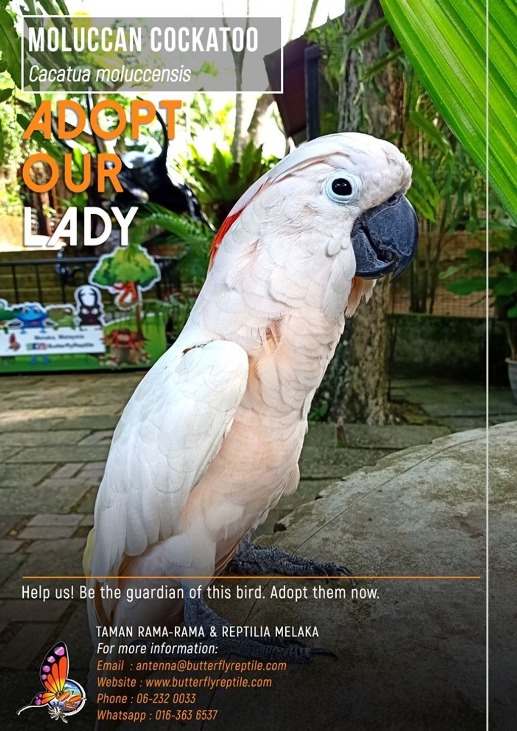 Moluccan Cockatoo i.jpg