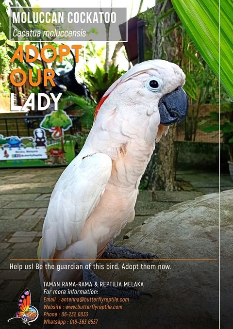 Moluccan Cockatoo i.jpg