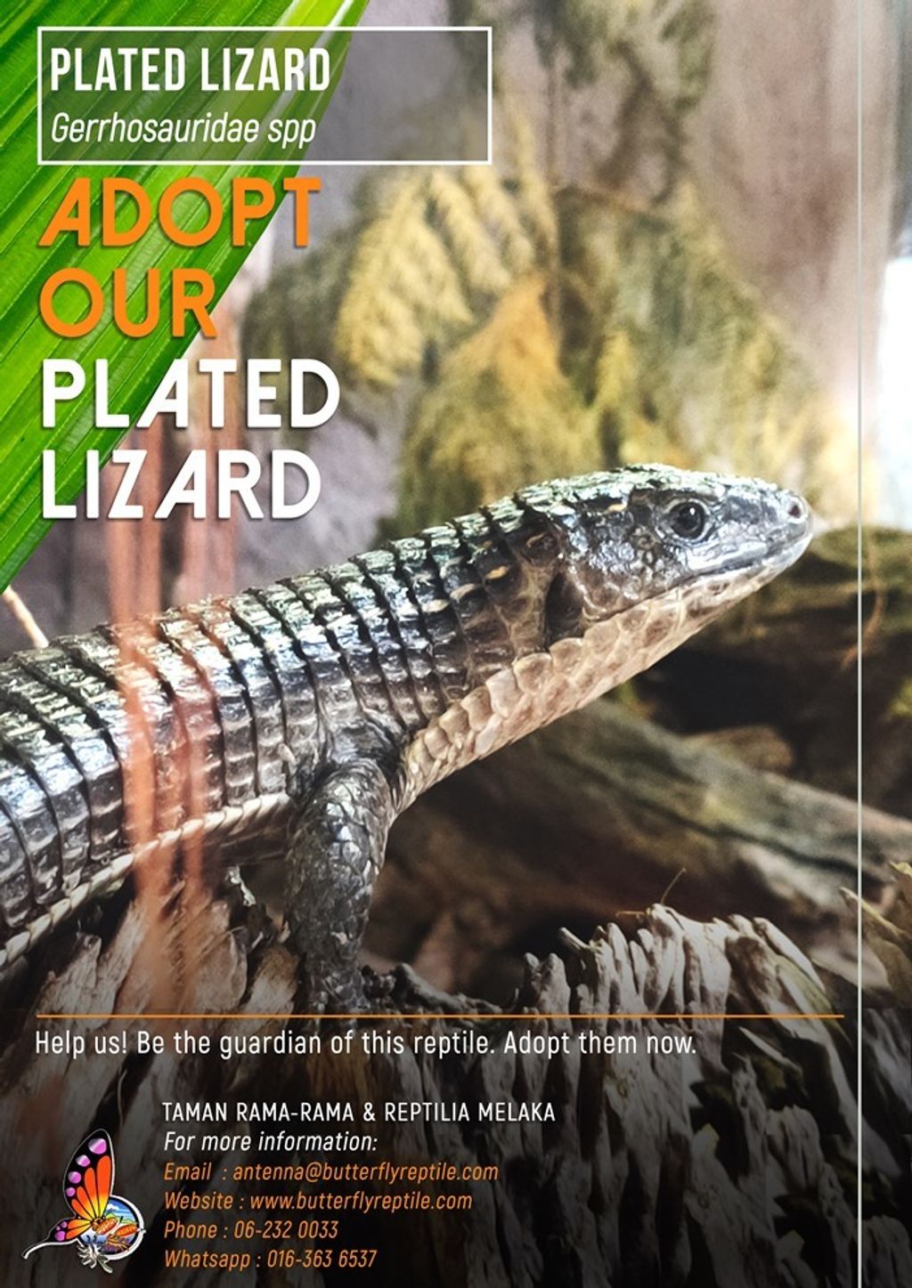 Plated Lizard i.jpg