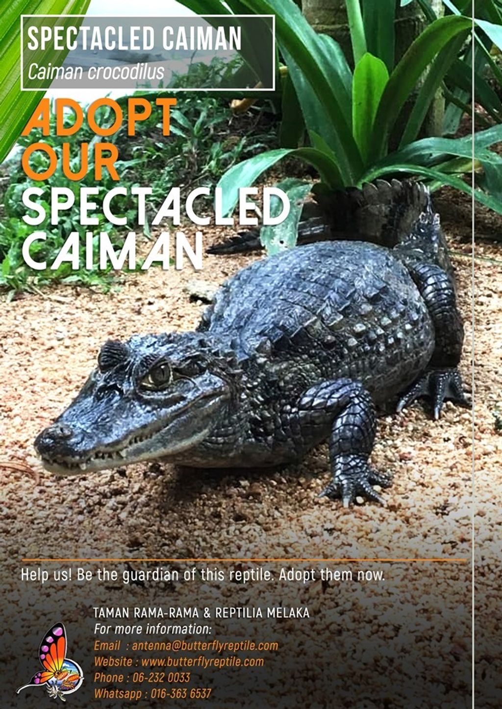 Spectacled Caiman i.jpg