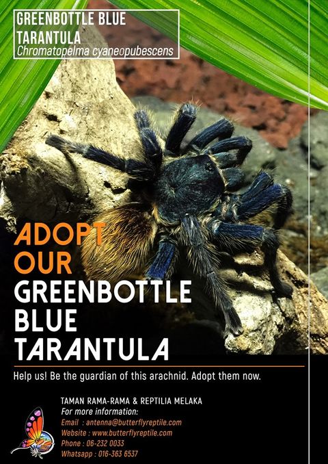 Tarantula i.jpg