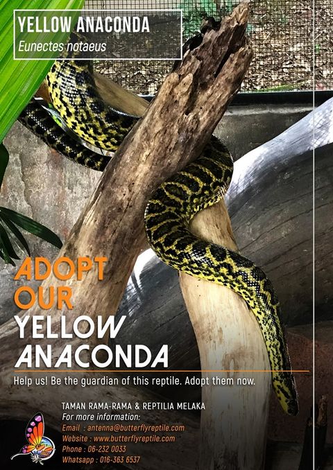 Yellow Anaconda i.jpg