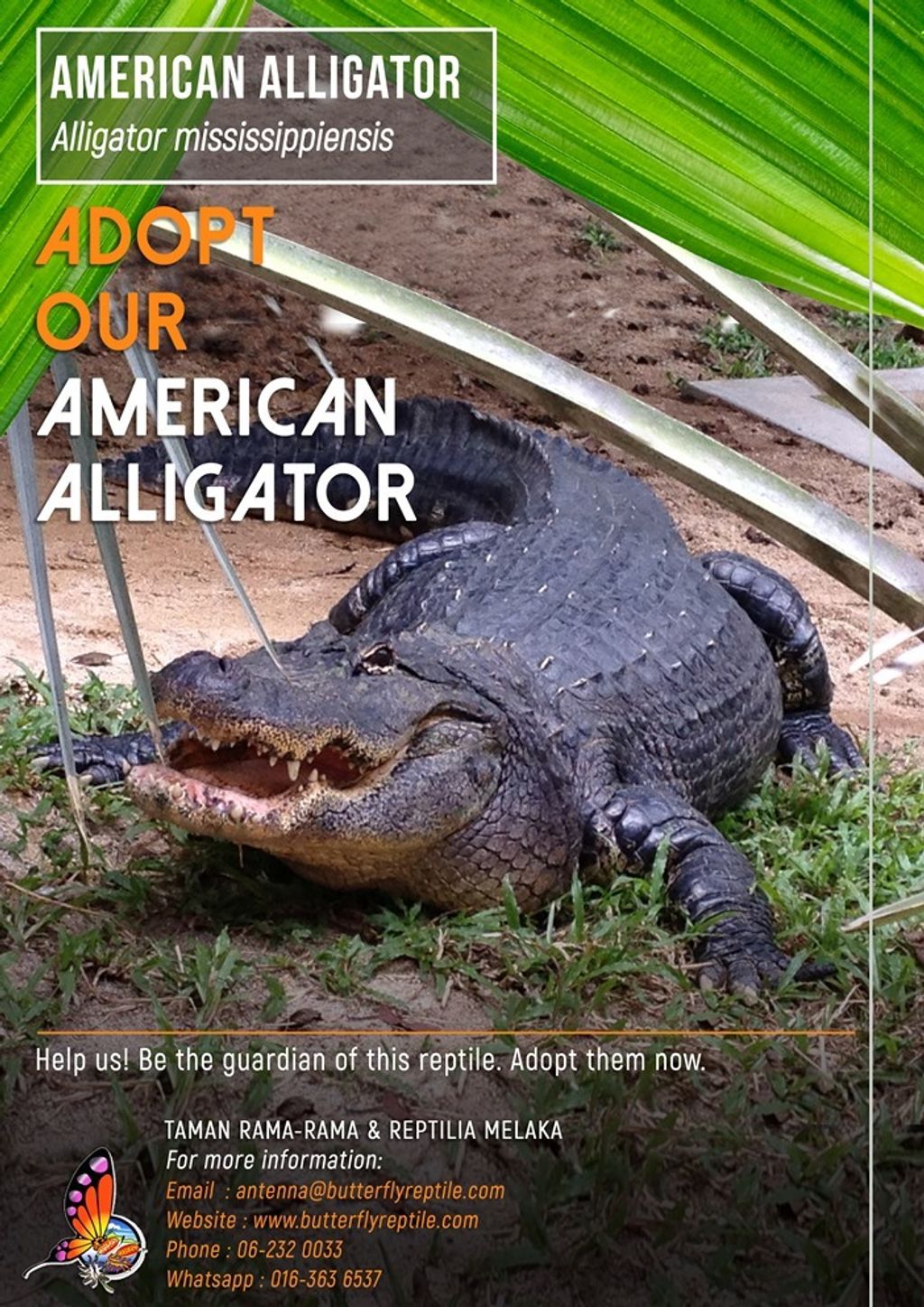 American Alligator i.jpg