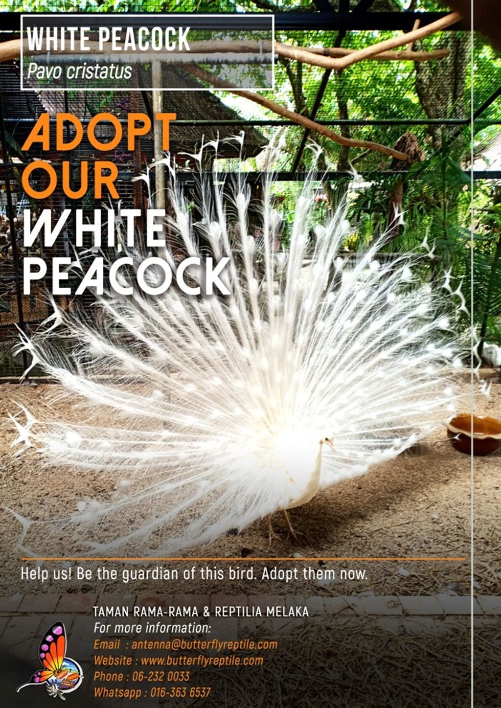 White Peacock i.jpg