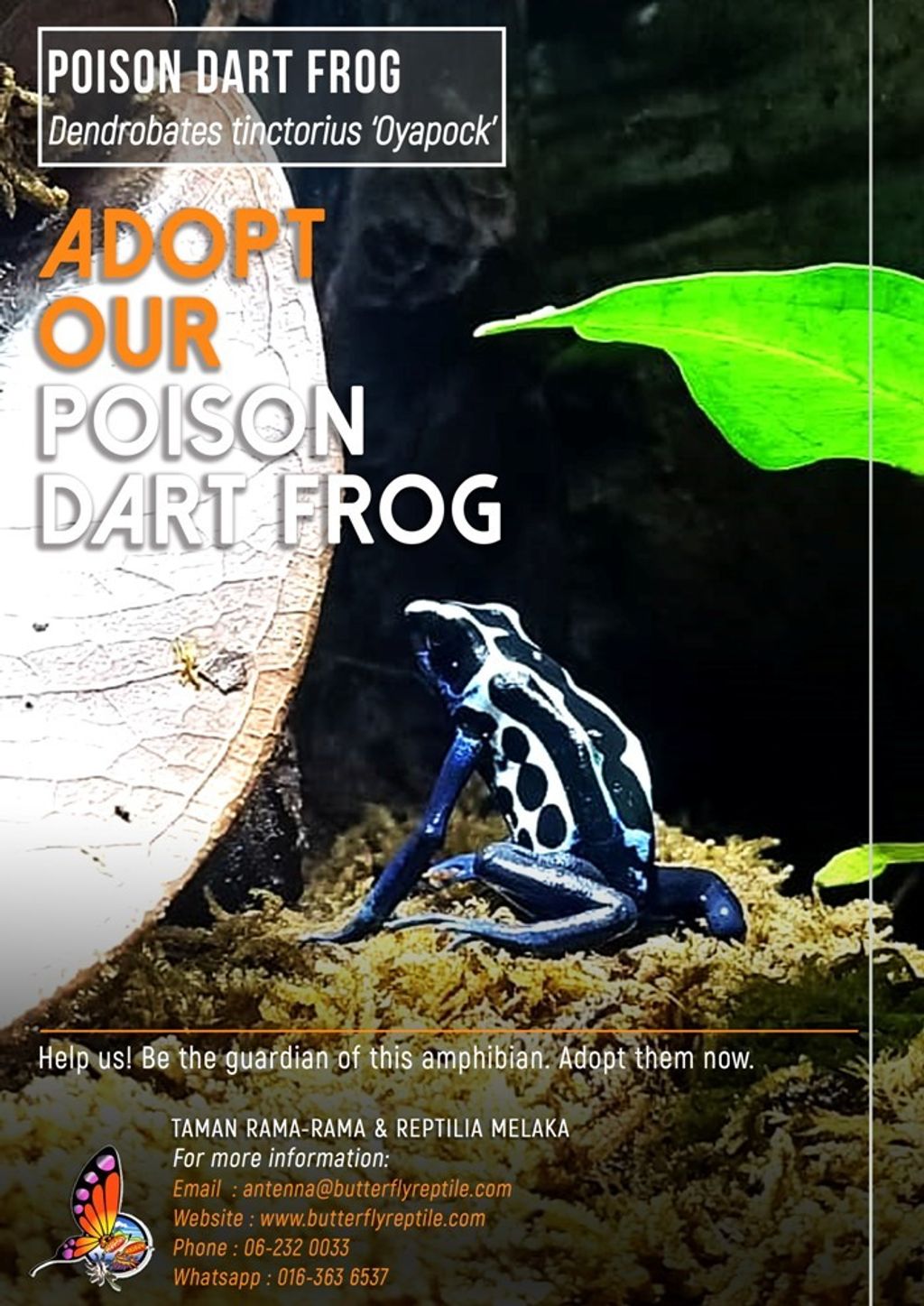 Poison Dart Frog (1) i.jpg