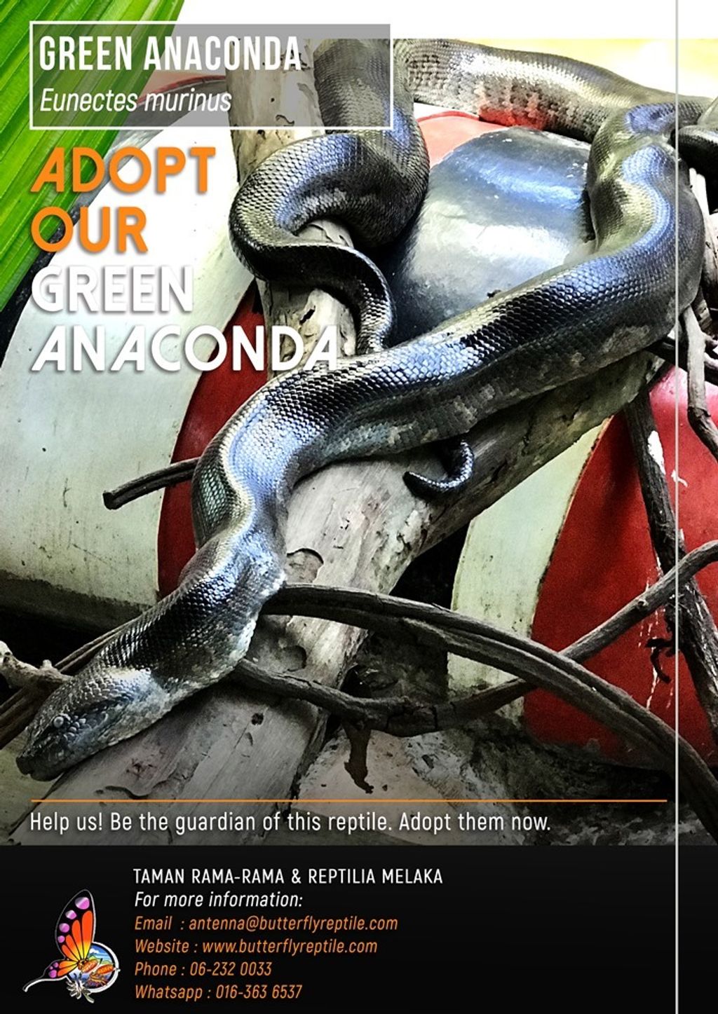 Green Anaconda i.jpg