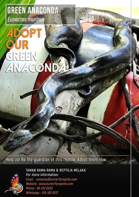 Green Anaconda i.jpg