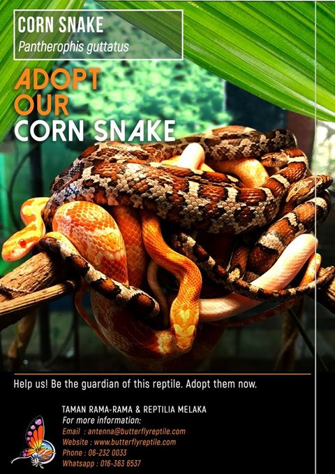 Corn Snake i.jpg