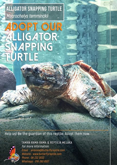 Alligator Snapping Turtle i.jpg