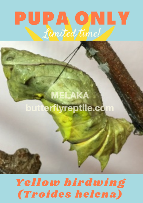 Troides helena ButterflyReptile