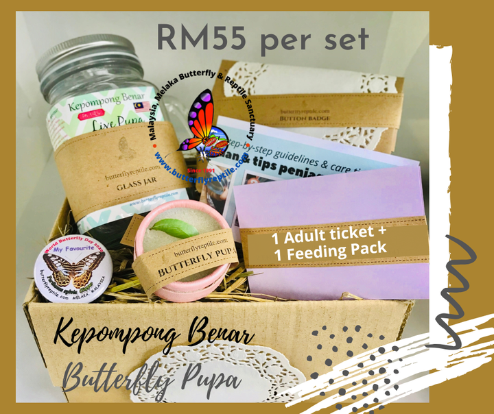 Kepompong Benar