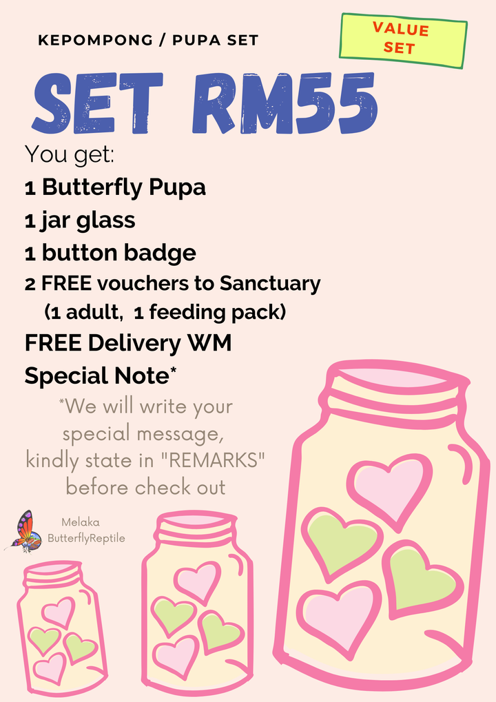 #ButterflyReptile Value Set RM55