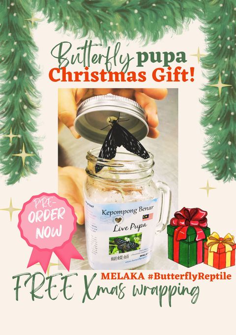 ButterflyReptile Christmas 2025
