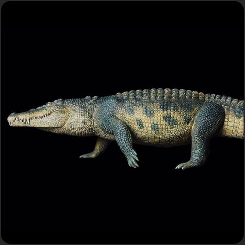 750-鹹水鱷-首圖.jpg