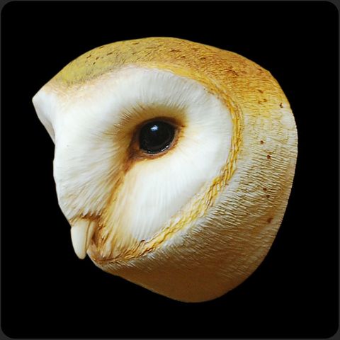 owl-首圖.jpg