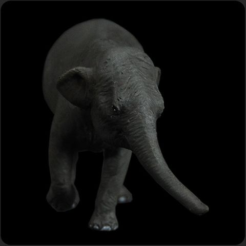 歐洲矮象 (female)-首圖.jpg