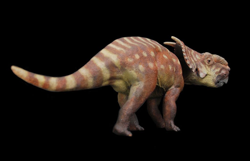 加拿大厚鼻角龍-06-SIZ.jpg