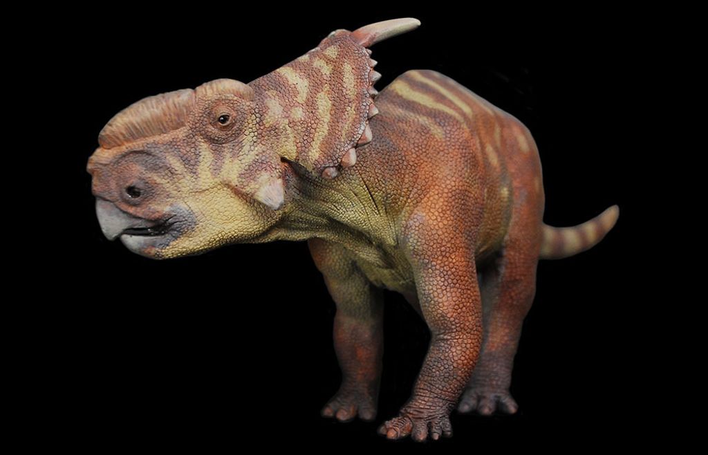 加拿大厚鼻角龍-06-SIZ.jpg