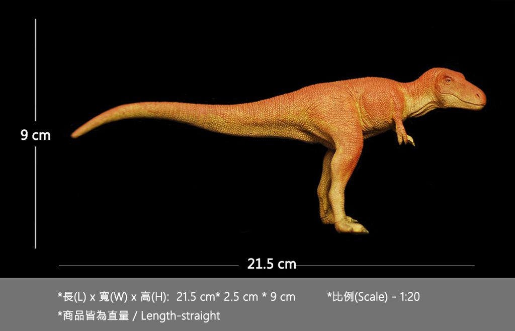 矮暴龍 -05-size.jpg