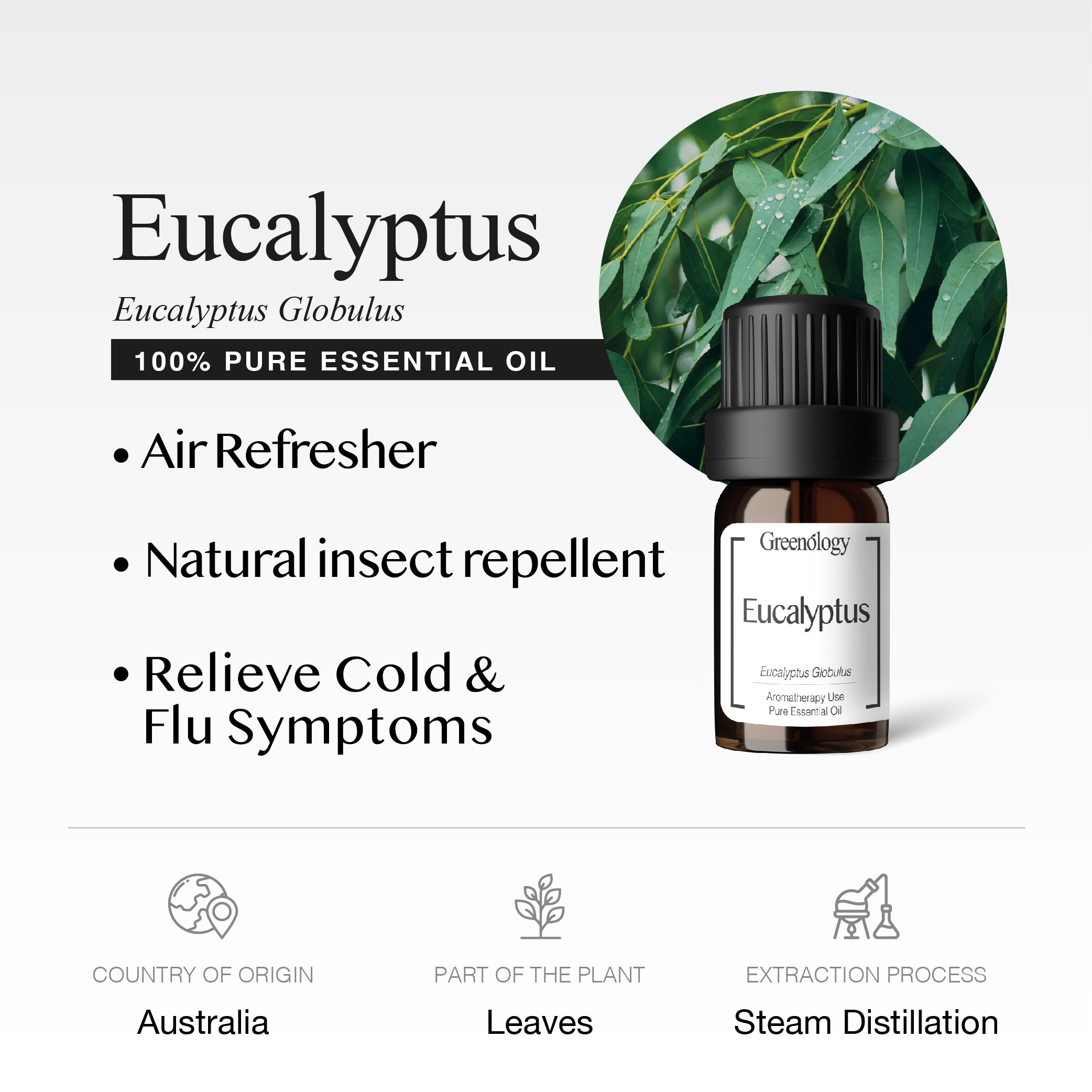 251007 PD - EO Eucalyptus_Artboard 2