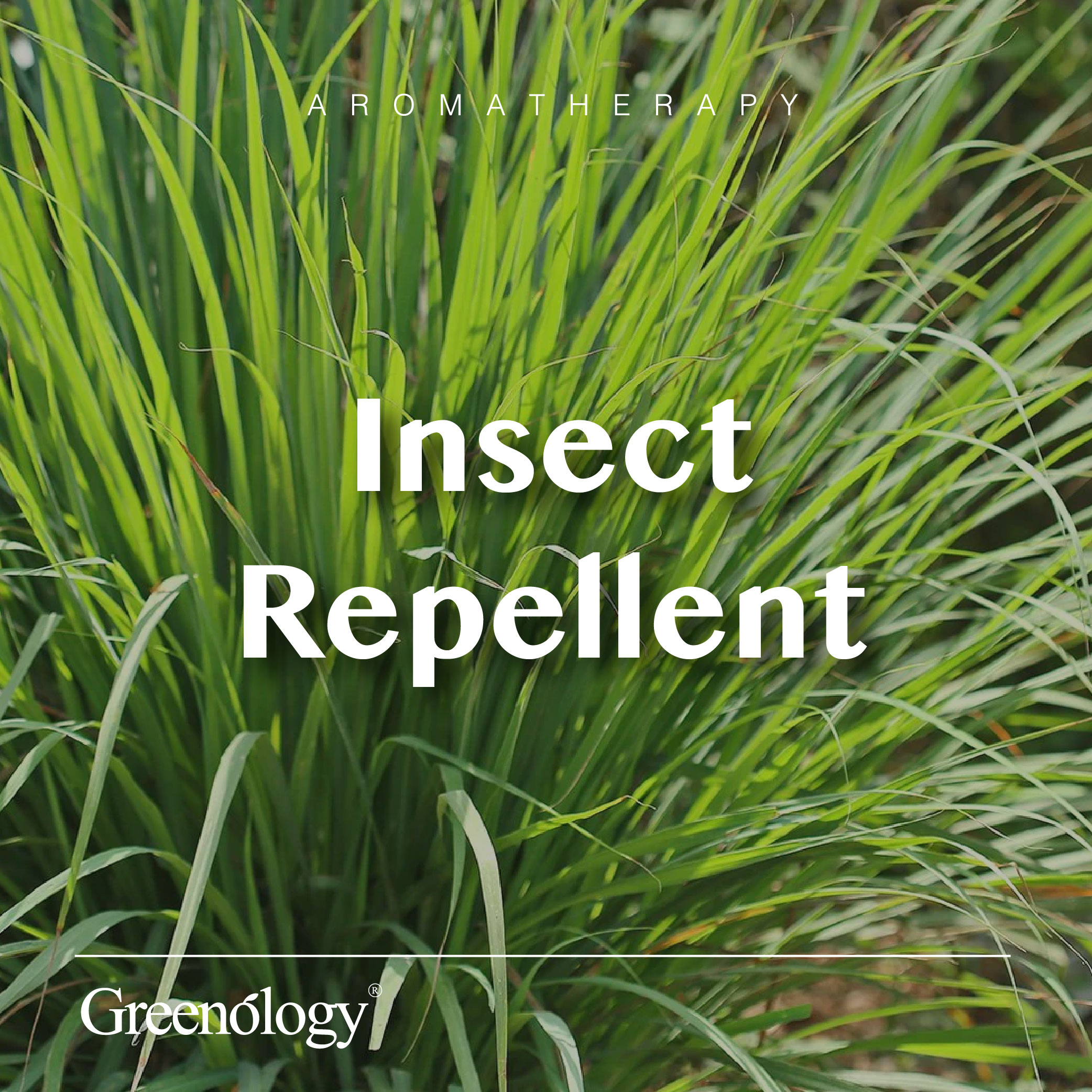 251007 PD - EO Lemongrass_Artboard 1