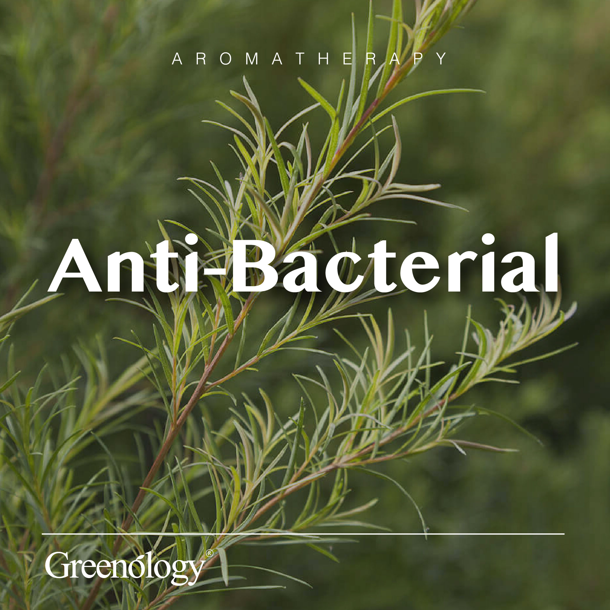 251007 PD - EO Tea Tree_Artboard 1