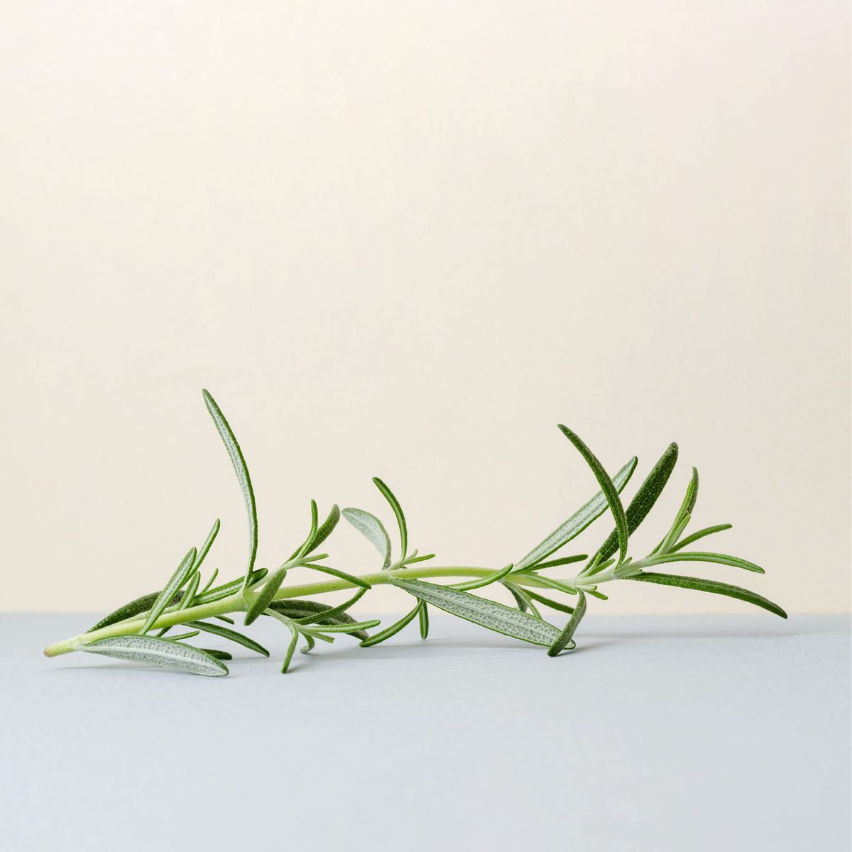 Rosemary Essential Oil