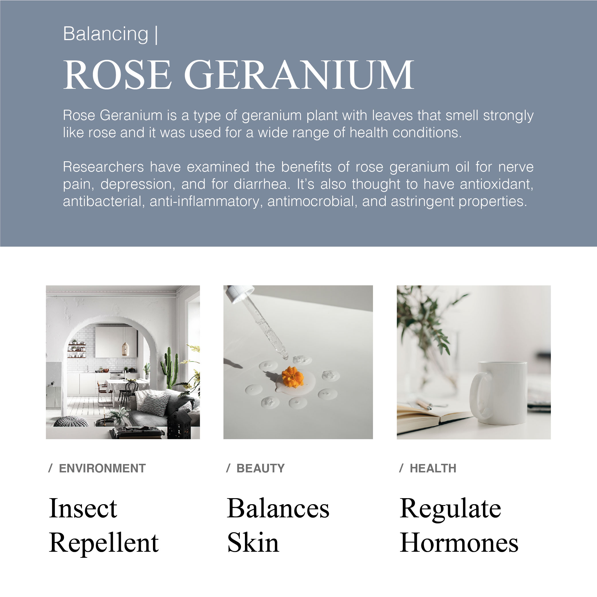 Greenology Pure Rose Geranium Essential Oil 