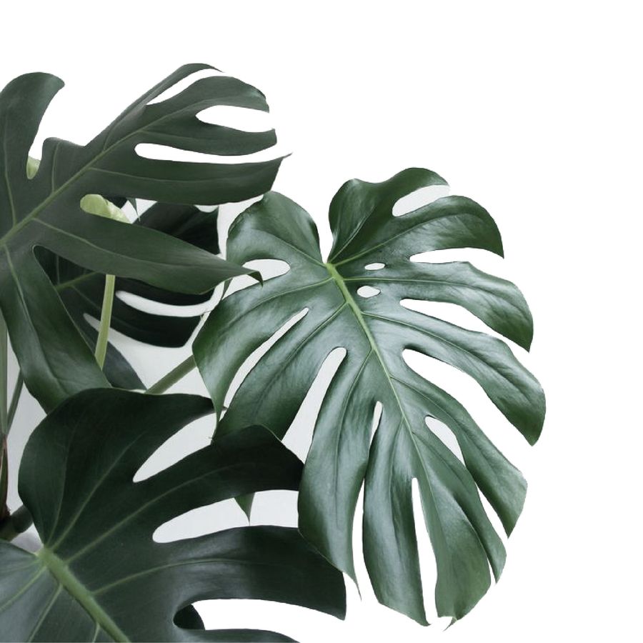 Greenology Aromatherapy |  - Best Sellers