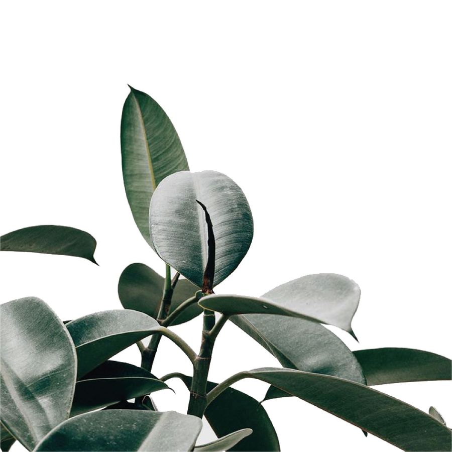 Greenology Aromatherapy |  - Essential Oils
