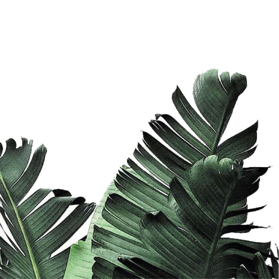 Greenology Aromatherapy |  - Scalp Care